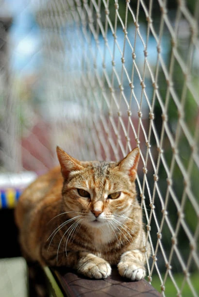 Rede de janela para gatos