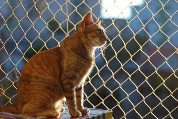 Tela de proteção para gatos